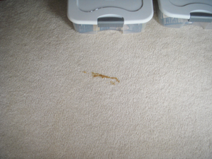 A Carpet Stain - Before we had our way with it!